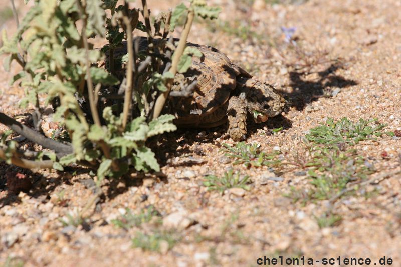 Gesägte Flachschildkröte, Homopus signatus, nördliche Form (vormals Homopus signatus signatus), fressend in ihrem Habitat, Fundort: Northern Cape, South Africa – © Victor Loehr? Gesägte Flachschildkröte, Homopus signatus, nördliche Form (vormals Homopus signatus signatus), fressend in ihrem Habitat, Fundort: Northern Cape, South Africa – © Victor Loehr?