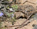 Gesägte Flachschildkröte, Homopus signatus, nördliche Form (vormals Homopus signatus signatus), fressend in ihrem Habitat, Fundort: Northern Cape, South Africa – © Victor Loehr?