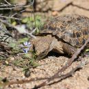 Gesägte Flachschildkröte, Homopus signatus, nördliche Form (vormals Homopus signatus signatus), fressend in ihrem Habitat, Fundort: Northern Cape, South Africa – © Victor Loehr?