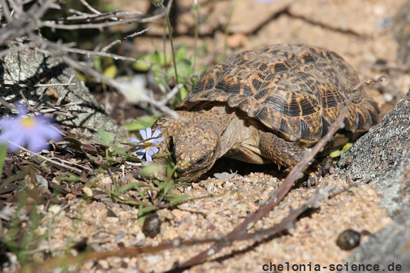 Gesägte Flachschildkröte, Homopus signatus, nördliche Form (vormals Homopus signatus signatus), fressend in ihrem Habitat, Fundort: Northern Cape, South Africa – © Victor Loehr? Gesägte Flachschildkröte, Homopus signatus, nördliche Form (vormals Homopus signatus signatus), fressend in ihrem Habitat, Fundort: Northern Cape, South Africa – © Victor Loehr?