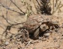 Gesägte Flachschildkröte, Homopus signatus, nördliche Form (vormals Homopus signatus signatus), Fundort: Northern Cape, South Africa – © Victor Loehr?