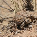 Gesägte Flachschildkröte, Homopus signatus, nördliche Form (vormals Homopus signatus signatus), Fundort: Northern Cape, South Africa – © Victor Loehr?