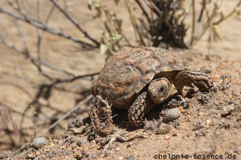 Gesägte Flachschildkröte, Homopus signatus, nördliche Form (vormals Homopus signatus signatus), Fundort: Northern Cape, South Africa – © Victor Loehr? Gesägte Flachschildkröte, Homopus signatus, nördliche Form (vormals Homopus signatus signatus), Fundort: Northern Cape, South Africa – © Victor Loehr?