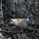 Gesägte Flachschildkröte, Homopus signatus, nördliche Form (vormals Homopus signatus signatus), sonnenbadend mit Transmitter und iButton, Fundort: Northern Cape, South Africa – © Victor Loehr?