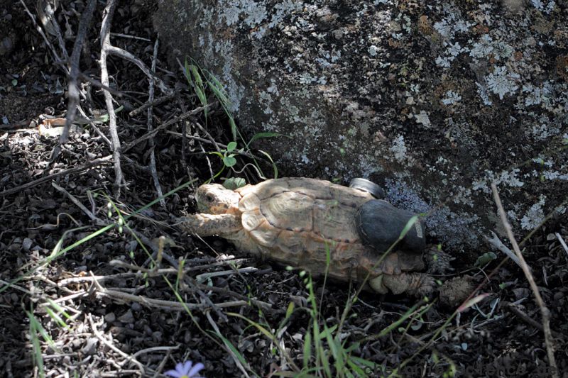 Gesägte Flachschildkröte, Homopus signatus, nördliche Form (vormals Homopus signatus signatus), sonnenbadend mit Transmitter und iButton, Fundort: Northern Cape, South Africa – © Victor Loehr? Gesägte Flachschildkröte, Homopus signatus, nördliche Form (vormals Homopus signatus signatus), sonnenbadend mit Transmitter und iButton, Fundort: Northern Cape, South Africa – © Victor Loehr?