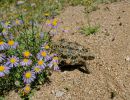 Gesägte Flachschildkröte, Homopus signatus, nördliche Form (vormals Homopus signatus signatus), ein Weibchen, Fundort: Northern Cape, South Africa – © Victor Loehr?