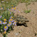 Gesägte Flachschildkröte, Homopus signatus, nördliche Form (vormals Homopus signatus signatus), ein Weibchen, Fundort: Northern Cape, South Africa – © Victor Loehr?