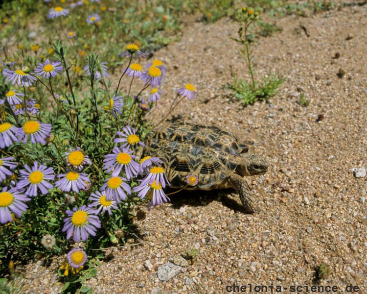 Gesägte Flachschildkröte, Homopus signatus, nördliche Form (vormals Homopus signatus signatus), ein Weibchen, Fundort: Northern Cape, South Africa – © Victor Loehr? Gesägte Flachschildkröte, Homopus signatus, nördliche Form (vormals Homopus signatus signatus), ein Weibchen, Fundort: Northern Cape, South Africa – © Victor Loehr?