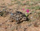 Gesägte Flachschildkröte, Homopus signatus, nördliche Form (vormals Homopus signatus signatus), ein Weibchen mit Transmitter und iButton aus der Thermoregulationsstudie, Fundort: Northern Cape, South Africa – © Victor Loehr?