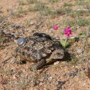 Gesägte Flachschildkröte, Homopus signatus, nördliche Form (vormals Homopus signatus signatus), ein Weibchen mit Transmitter und iButton aus der Thermoregulationsstudie, Fundort: Northern Cape, South Africa – © Victor Loehr?