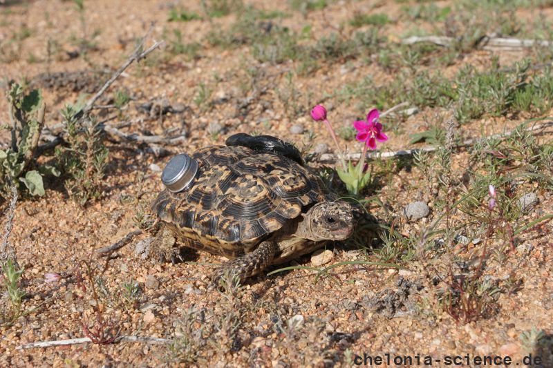 Gesägte Flachschildkröte, Homopus signatus, nördliche Form (vormals Homopus signatus signatus), ein Weibchen mit Transmitter und iButton aus der Thermoregulationsstudie, Fundort: Northern Cape, South Africa – © Victor Loehr? Gesägte Flachschildkröte, Homopus signatus, nördliche Form (vormals Homopus signatus signatus), ein Weibchen mit Transmitter und iButton aus der Thermoregulationsstudie, Fundort: Northern Cape, South Africa – © Victor Loehr?