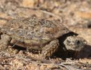 Gesägte Flachschildkröte, Homopus signatus, nördliche Form (vormals Homopus signatus signatus), ein Männchen, Fundort: Northern Cape, South Africa – © Victor Loehr?