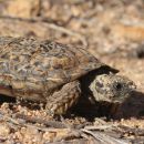 Gesägte Flachschildkröte, Homopus signatus, nördliche Form (vormals Homopus signatus signatus), ein Männchen, Fundort: Northern Cape, South Africa – © Victor Loehr?