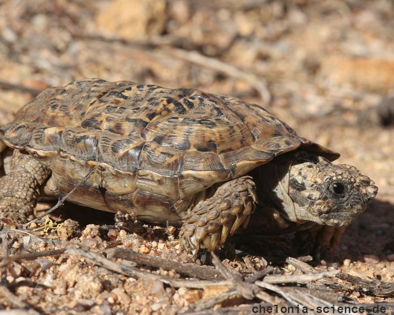 Gesägte Flachschildkröte, Homopus signatus, nördliche Form (vormals Homopus signatus signatus), ein Männchen, Fundort: Northern Cape, South Africa – © Victor Loehr