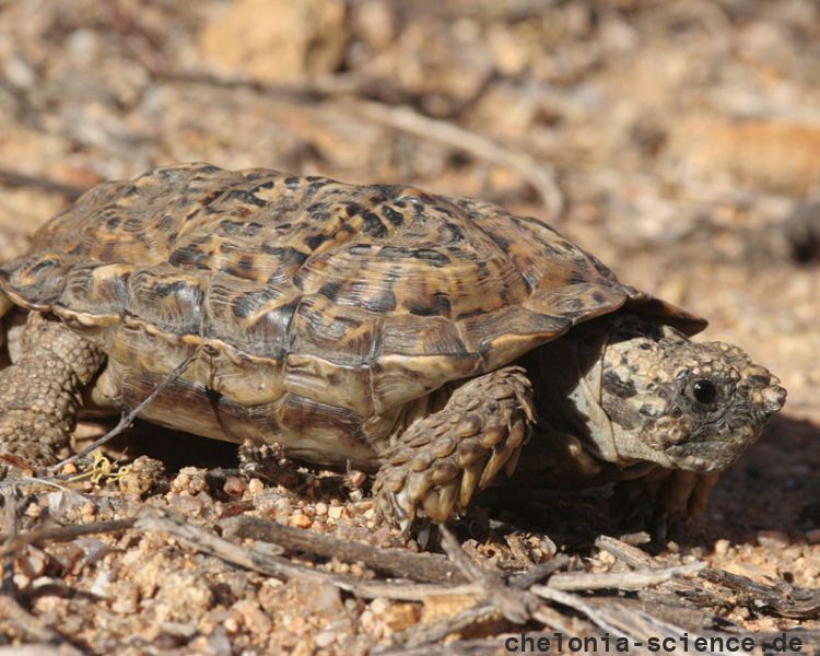 Gesägte Flachschildkröte, Homopus signatus, nördliche Form (vormals Homopus signatus signatus), ein Männchen, Fundort: Northern Cape, South Africa – © Victor Loehr? Gesägte Flachschildkröte, Homopus signatus, nördliche Form (vormals Homopus signatus signatus), ein Männchen, Fundort: Northern Cape, South Africa – © Victor Loehr?