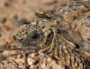 Gesägte Flachschildkröte, Homopus signatus, nördliche Form (vormals Homopus signatus signatus), Kopfstudie eines Männchens, Fundort: Northern Cape, South Africa – © Victor Loehr?