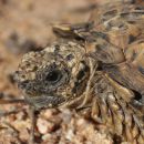 Gesägte Flachschildkröte, Homopus signatus, nördliche Form (vormals Homopus signatus signatus), Kopfstudie eines Männchens, Fundort: Northern Cape, South Africa – © Victor Loehr?