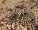 Ges&auml;gte Flachschildkr&ouml;te, Homopus signatus, n&ouml;rdliche Form (vormals Homopus signatus signatus), Kopfstudie eines M&auml;nnchens, Fundort: Northern Cape, South Africa &ndash; &copy; Victor Loehr?
