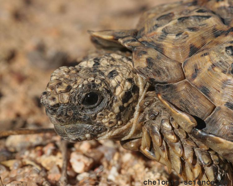 Gesägte Flachschildkröte, Homopus signatus, nördliche Form (vormals Homopus signatus signatus), Kopfstudie eines Männchens, Fundort: Northern Cape, South Africa – © Victor Loehr? Gesägte Flachschildkröte, Homopus signatus, nördliche Form (vormals Homopus signatus signatus), Kopfstudie eines Männchens, Fundort: Northern Cape, South Africa – © Victor Loehr?