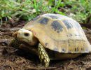 Gelbkopfschildkröte, Indotestudo elongata, – © Abhijit Das