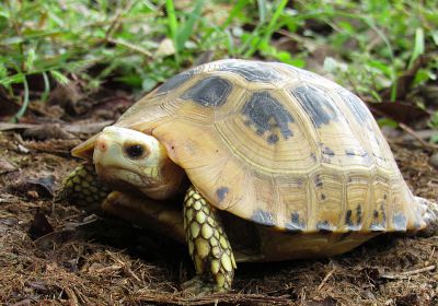 Gelbkopfschildkröte, Indotestudo elongata, – © Abhijit Das