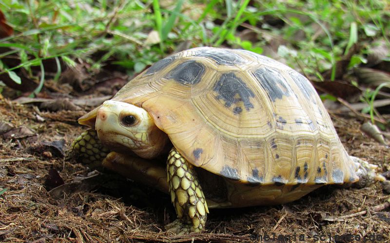 Gelbkopfschildkröte, Indotestudo elongata, – © Abhijit Das Gelbkopfschildkröte, Indotestudo elongata, – © Abhijit Das