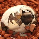 Westafrikanische Glattrandgelenkschildkröte, Kinixys belliana nogueyi, Schlupf in menschlicher Obhut – © Victor Loehr ➚ Westafrikanische Glattrandgelenkschildkröte, Kinixys belliana nogueyi, Schlupf in menschlicher Obhut – © Victor Loehr ➚