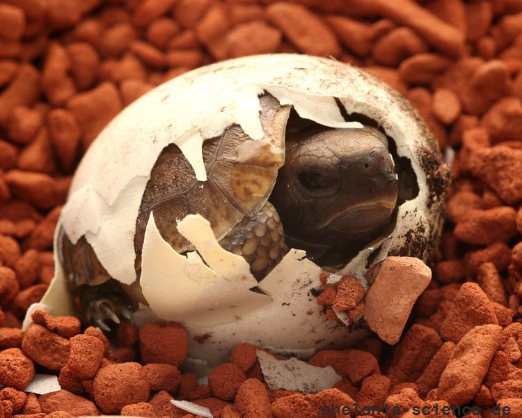 Westafrikanische Glattrandgelenkschildkröte, Kinixys belliana nogueyi, Schlupf in menschlicher Obhut – © Victor Loehr ➚ Westafrikanische Glattrandgelenkschildkröte, Kinixys belliana nogueyi, Schlupf in menschlicher Obhut – © Victor Loehr ➚