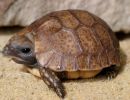 Westafrikanische Glattrandgelenkschildkröte, Kinixys belliana nogueyi, Schlüpfling in menschlicher Obhut – © Victor Loehr ➚