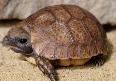 Westafrikanische Glattrandgelenkschildkröte, Kinixys belliana nogueyi, – © Victor Loehr