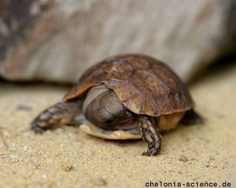Westafrikanische Glattrandgelenkschildkröte, Kinixys belliana nogueyi, Schlüpfling in menschlicher Obhut – © Victor Loehr ➚ Westafrikanische Glattrandgelenkschildkröte, Kinixys belliana nogueyi, Schlüpfling in menschlicher Obhut – © Victor Loehr ➚