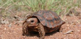 Lobatse-Gelenkschildkröte, Kinixys lobatsiana, ein weibliches Tier, Fundort: Limpopo, South Africa – © Victor Loehr ➚