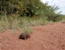 Lobatse-Gelenkschildkröte, Kinixys lobatsiana, ein weibliches Tier in seinem Habitat, Fundort: Limpopo, South Africa – © Victor Loehr ➚