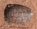 Lobatse-Gelenkschildkröte, Kinixys lobatsiana, Carapax (Rückenpanzer) eines weiblichen Tieres, Fundort: Limpopo, South Africa – © Victor Loehr ➚