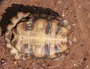 Lobatse-Gelenkschildkröte, Kinixys lobatsiana, Plastron (Bauchpanzer) eines weiblichen Tieres, Fundort: Limpopo, South Africa – © Victor Loehr ➚