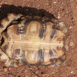 Lobatse-Gelenkschildkröte, Kinixys lobatsiana, Plastron (Bauchpanzer) eines weiblichen Tieres, Fundort: Limpopo, South Africa – © Victor Loehr ➚ Lobatse-Gelenkschildkröte, Kinixys lobatsiana, Plastron (Bauchpanzer) eines weiblichen Tieres, Fundort: Limpopo, South Africa – © Victor Loehr ➚