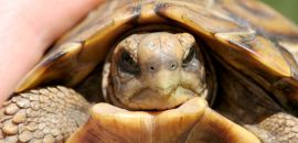 Natal-Gelenkschildkröte, Kinixys natalensis, Kopfstudie, Fundort: Kwazulu-Natal, South Africa – © Victor Loehr ➚