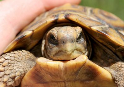 Kinixys natalensis – Natal-Gelenkschildkröte