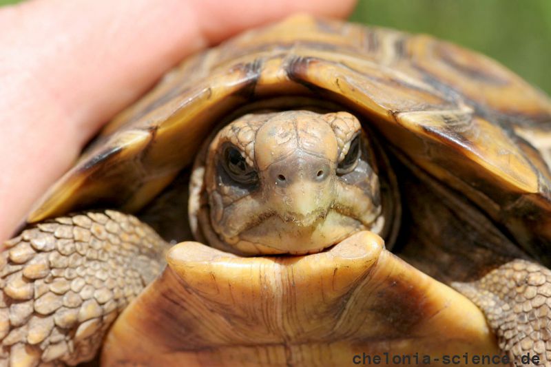 Natal-Gelenkschildkröte, Kinixys natalensis, Kopfstudie, Fundort: Kwazulu-Natal, South Africa – © Victor Loehr ➚ Natal-Gelenkschildkröte, Kinixys natalensis, Kopfstudie, Fundort: Kwazulu-Natal, South Africa – © Victor Loehr ➚