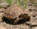 Natal-Gelenkschildkröte, Kinixys natalensis, Fundort: Kwazulu-Natal, South Africa – © Victor Loehr ➚