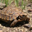 Natal-Gelenkschildkröte, Kinixys natalensis, Fundort: Kwazulu-Natal, South Africa – © Victor Loehr ➚