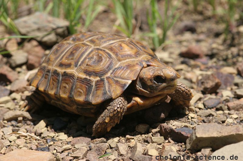 Natal-Gelenkschildkröte, Kinixys natalensis, Fundort: Kwazulu-Natal, South Africa – © Victor Loehr ➚ Natal-Gelenkschildkröte, Kinixys natalensis, Fundort: Kwazulu-Natal, South Africa – © Victor Loehr ➚