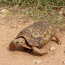 Spekes Gelenkschildkröte, Kinixys spekii, ein weibliches Exemplar, Fundort: Limpopo, South Africa – © Victor Loehr ➚