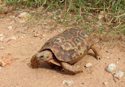 Spekes Gelenkschildkröte, Kinixys spekii, – © Victor Loehr