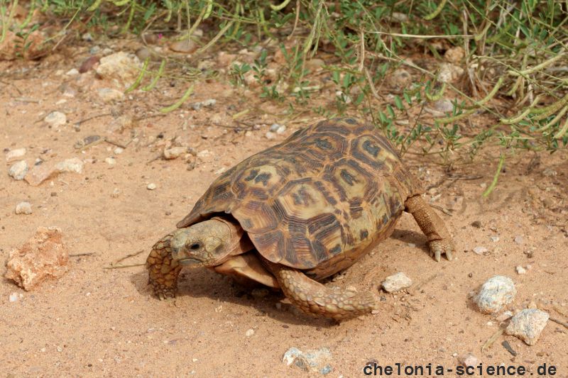 Spekes Gelenkschildkröte, Kinixys spekii, ein weibliches Exemplar, Fundort: Limpopo, South Africa – © Victor Loehr ➚ Spekes Gelenkschildkröte, Kinixys spekii, ein weibliches Exemplar, Fundort: Limpopo, South Africa – © Victor Loehr ➚