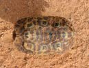 Spekes Gelenkschildkröte, Kinixys spekii, Carapax (Rückenpanzer) eines weiblichen Tieres, Fundort: Limpopo, South Africa – © Victor Loehr ➚