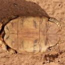 Spekes Gelenkschildkröte, Kinixys spekii, Plastron (Bauchpanzer) eines weiblichen Tieres, Fundort: Limpopo, South Africa – © Victor Loehr ➚