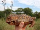 Spekes Gelenkschildkröte, Kinixys spekii, ein Weibchen mit eingewölbtem Carapax (Rückenpanzer)und Scharnier, Fundort: Limpopo, South Africa – © Victor Loehr ➚