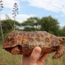 Spekes Gelenkschildkröte, Kinixys spekii, ein Weibchen mit eingewölbtem Carapax (Rückenpanzer)und Scharnier, Fundort: Limpopo, South Africa – © Victor Loehr ➚