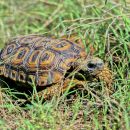 Spekes Gelenkschildkröte, Kinixys spekii, Fundort: Matabeleland, Zimbabwe – © Victor Loehr ➚